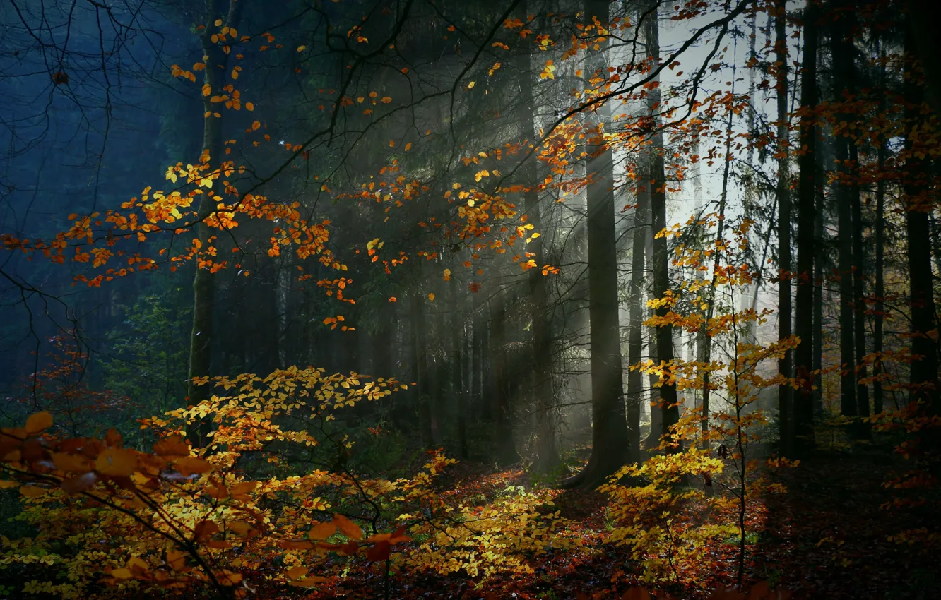 Фото обои осень, лес, деревья