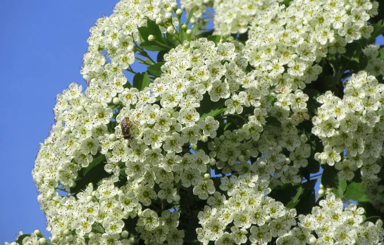 Фото обои небо, цветы, пчела, белые цветочки, весна 2018, Mamala ©
