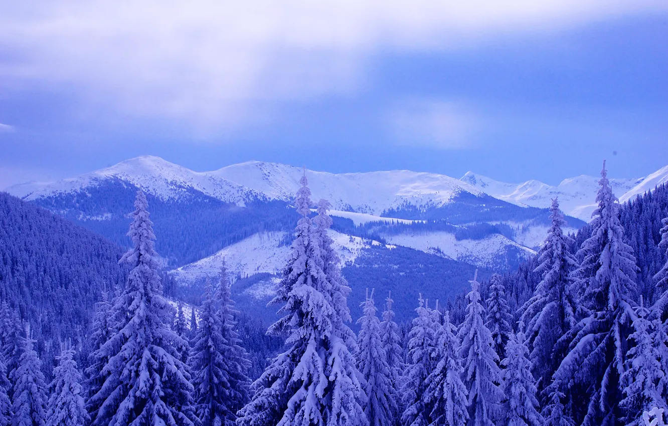 Фото обои зима, небо, облака, снег, деревья, пейзаж, горы, ель