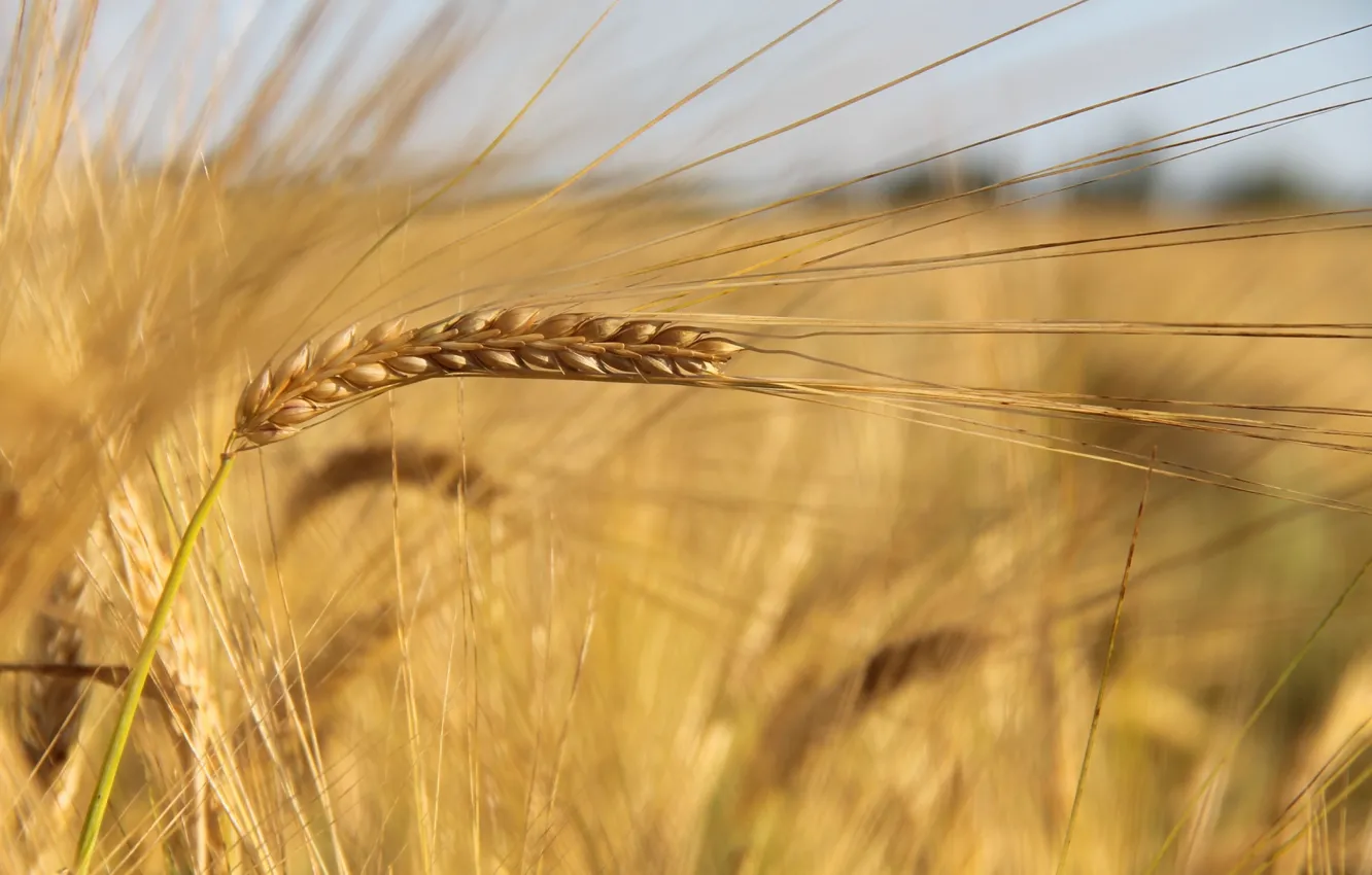 Фото обои пшеница, природа, колос