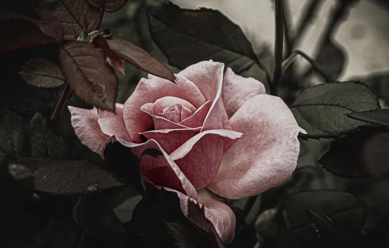 Фото обои листья, розовая, роза, обработка, бутон