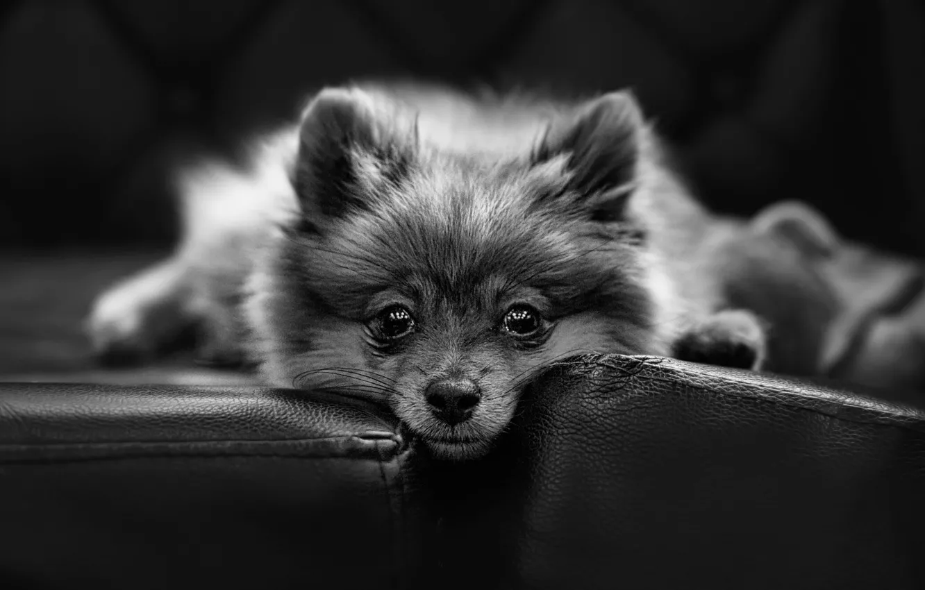Фото обои взгляд, собачка, Spitz