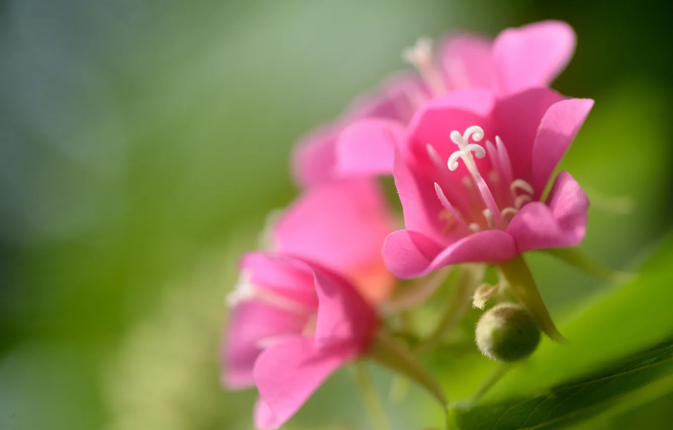 Фото обои зелень, цветок, макро, розовый, соцветие