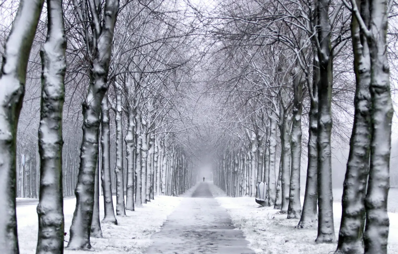 Фото обои зима, деревья, парк