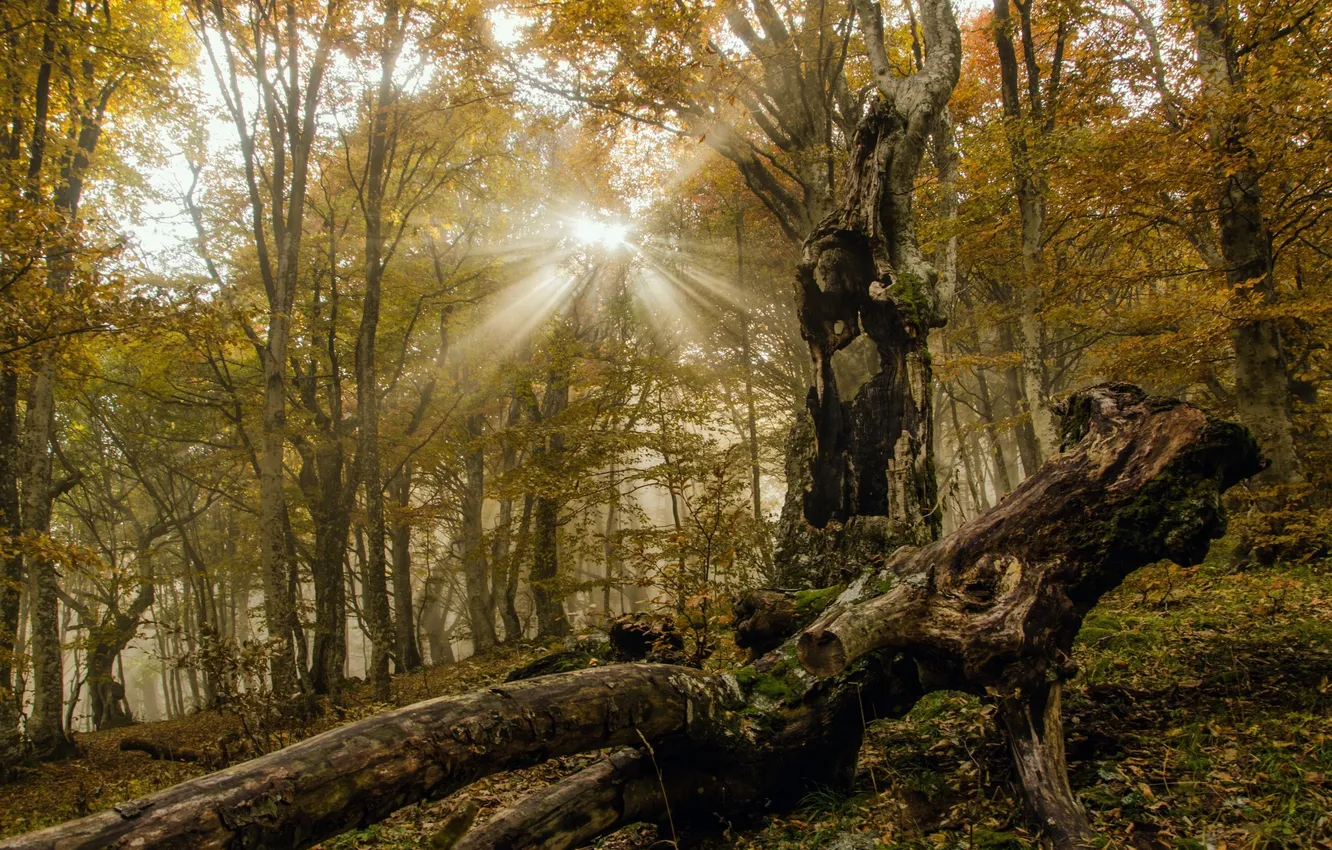 Фото обои лес, солнце, лучи, деревья, Осень