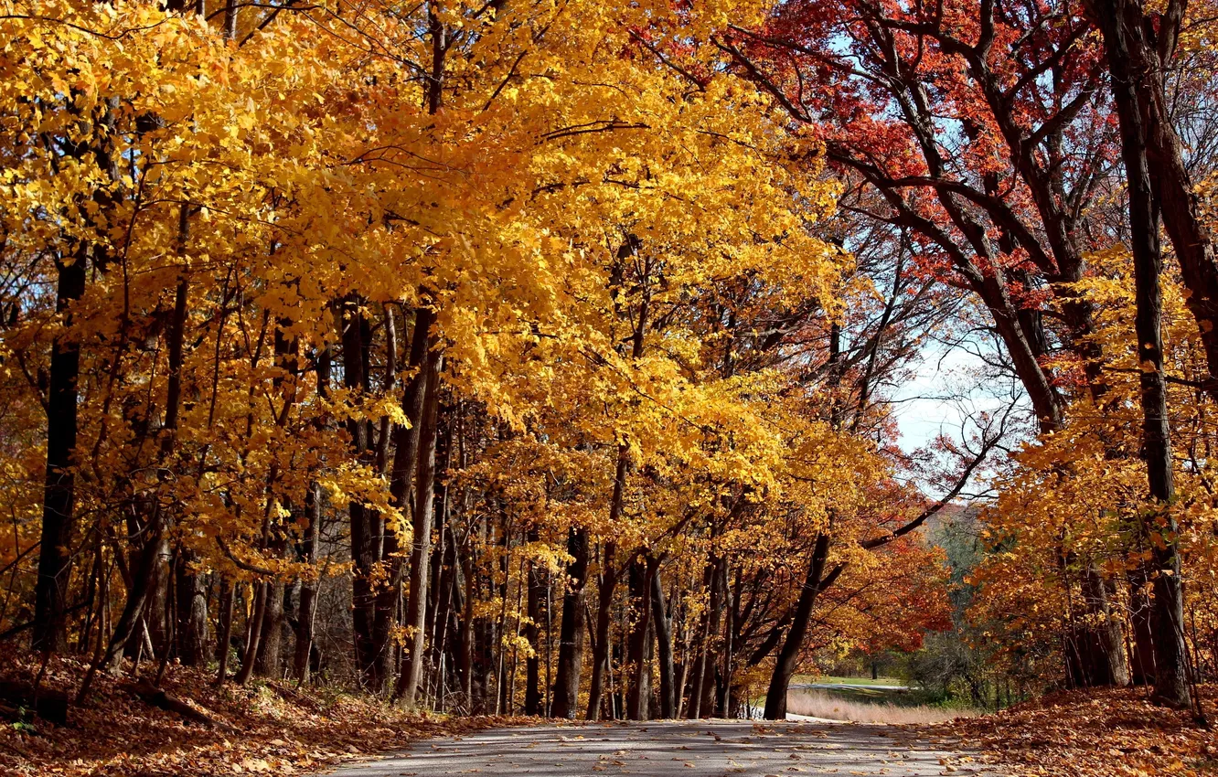 Фото обои green, trees, autumn, leaves