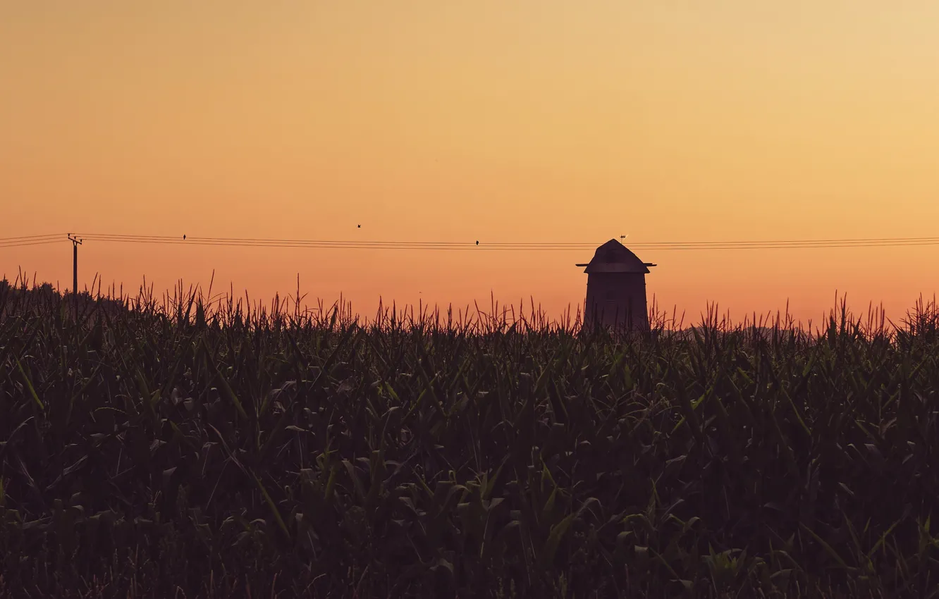 Фото обои twilight, birds, dusk, corn, barn, power line, farmland, corn field