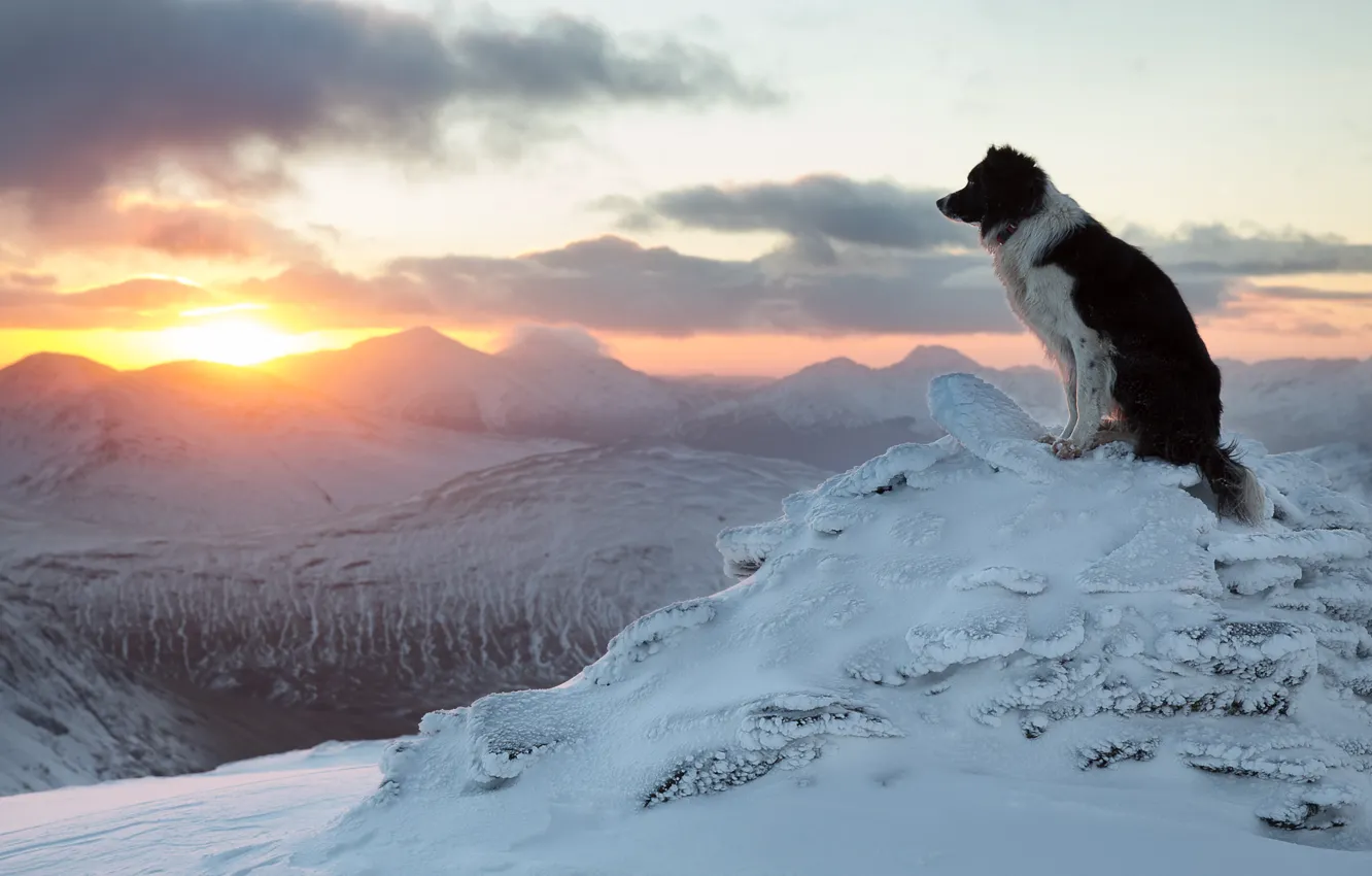 Фото обои зима, закат, горы, собака, Бордер-колли