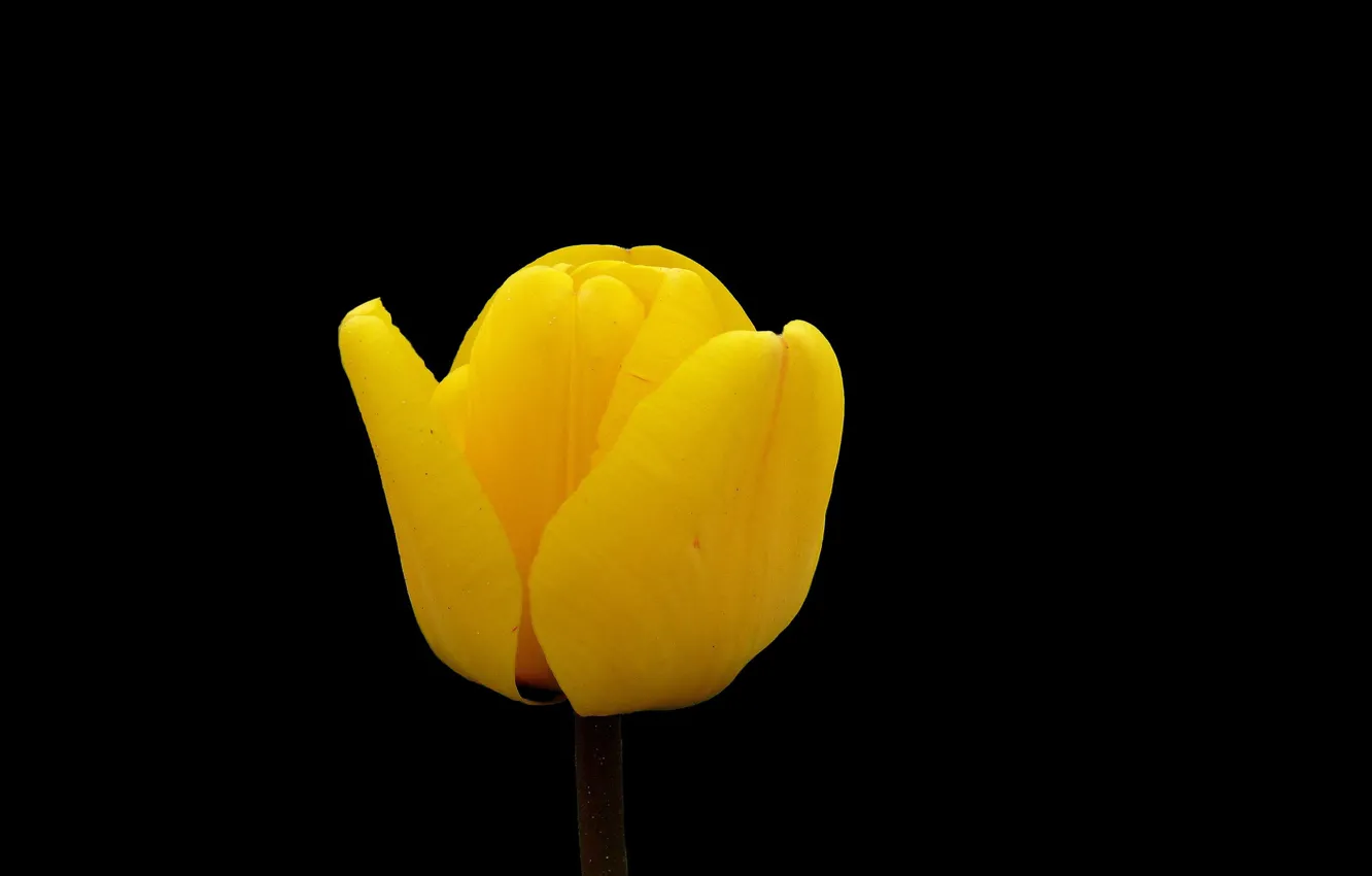 Фото обои минимализм, чёрный фон, жёлтый тюльпан, буон