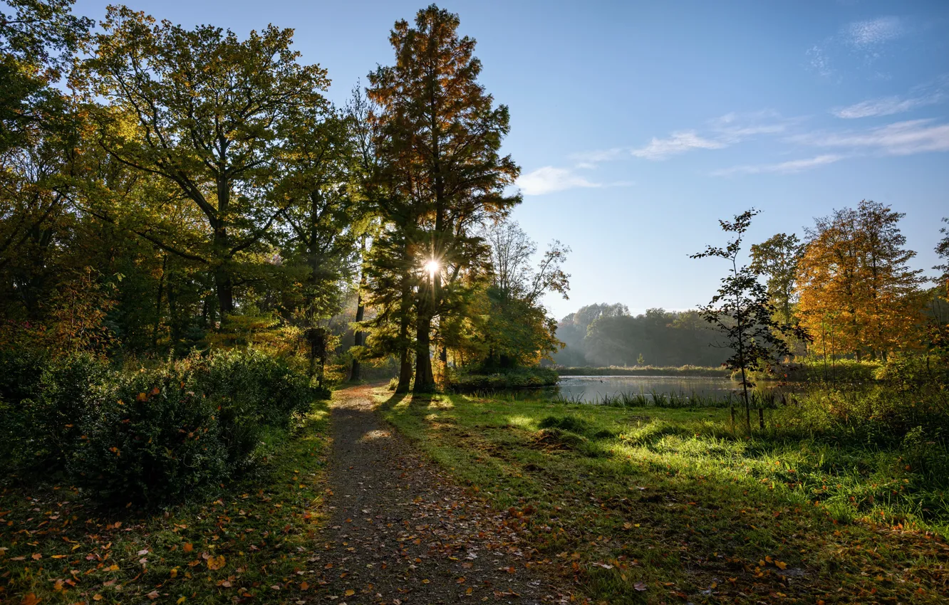 Фото обои осень, лес, небо, трава, листья, солнце, лучи, деревья