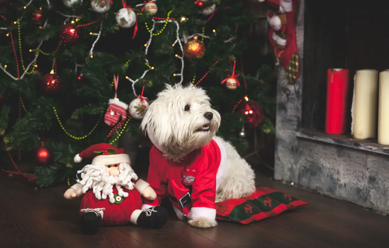 Фото обои игрушки, елка, собака, Новый Год, Рождество, Christmas, dog, 2018