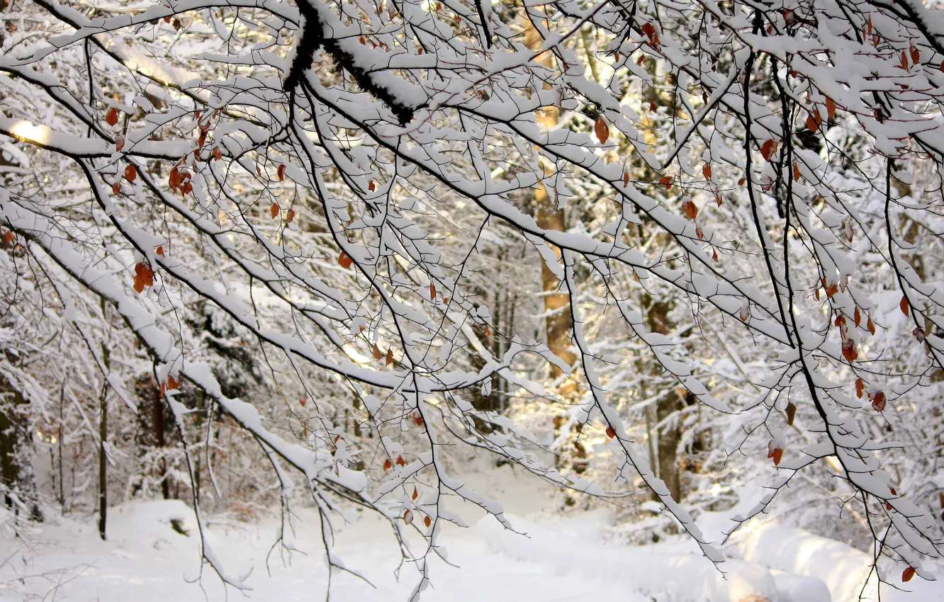 Фото обои зима, лес, листья, снег, деревья, ветки, природа