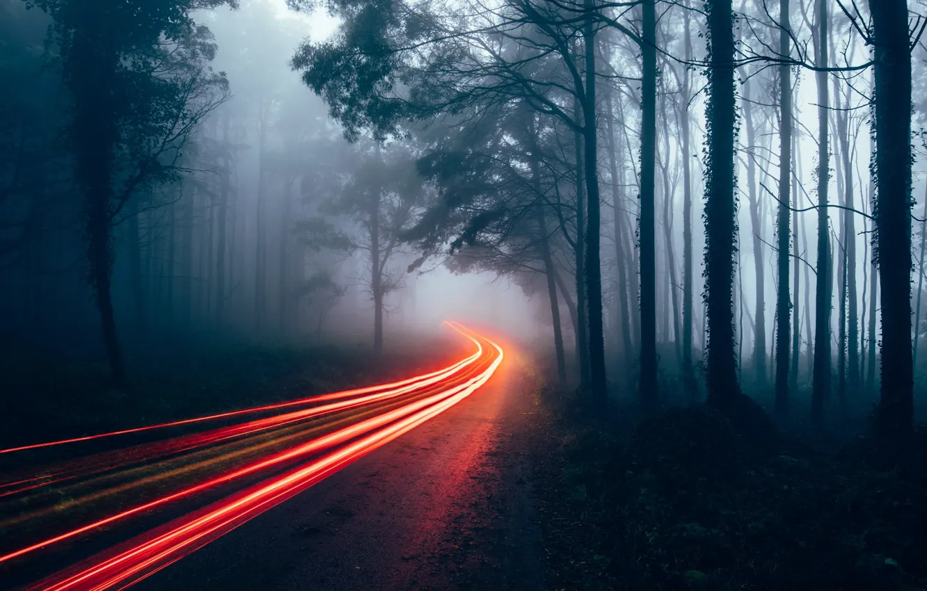 Фото обои дорога, лес, свет, огни, туман, выдержка, дымка