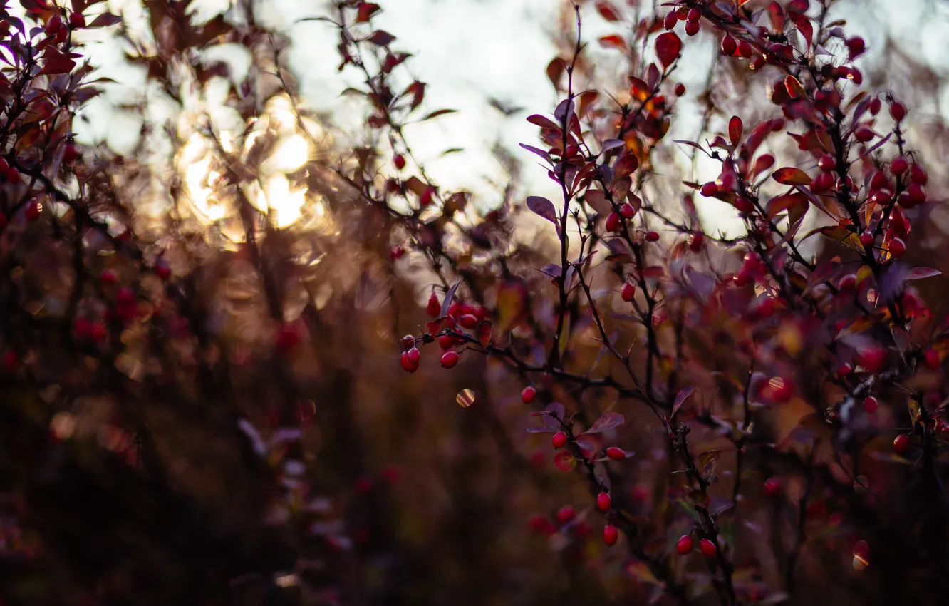 Фото обои Красный, Природа, Осень, Растение, Red, Nature, Свежесть, Color
