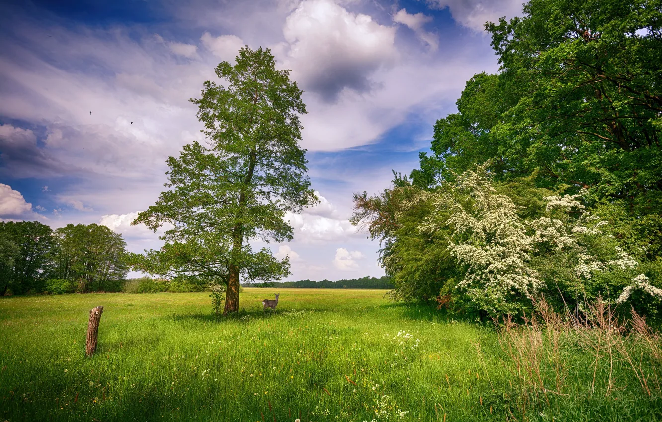 Фото обои поле, лето, природа, дерево