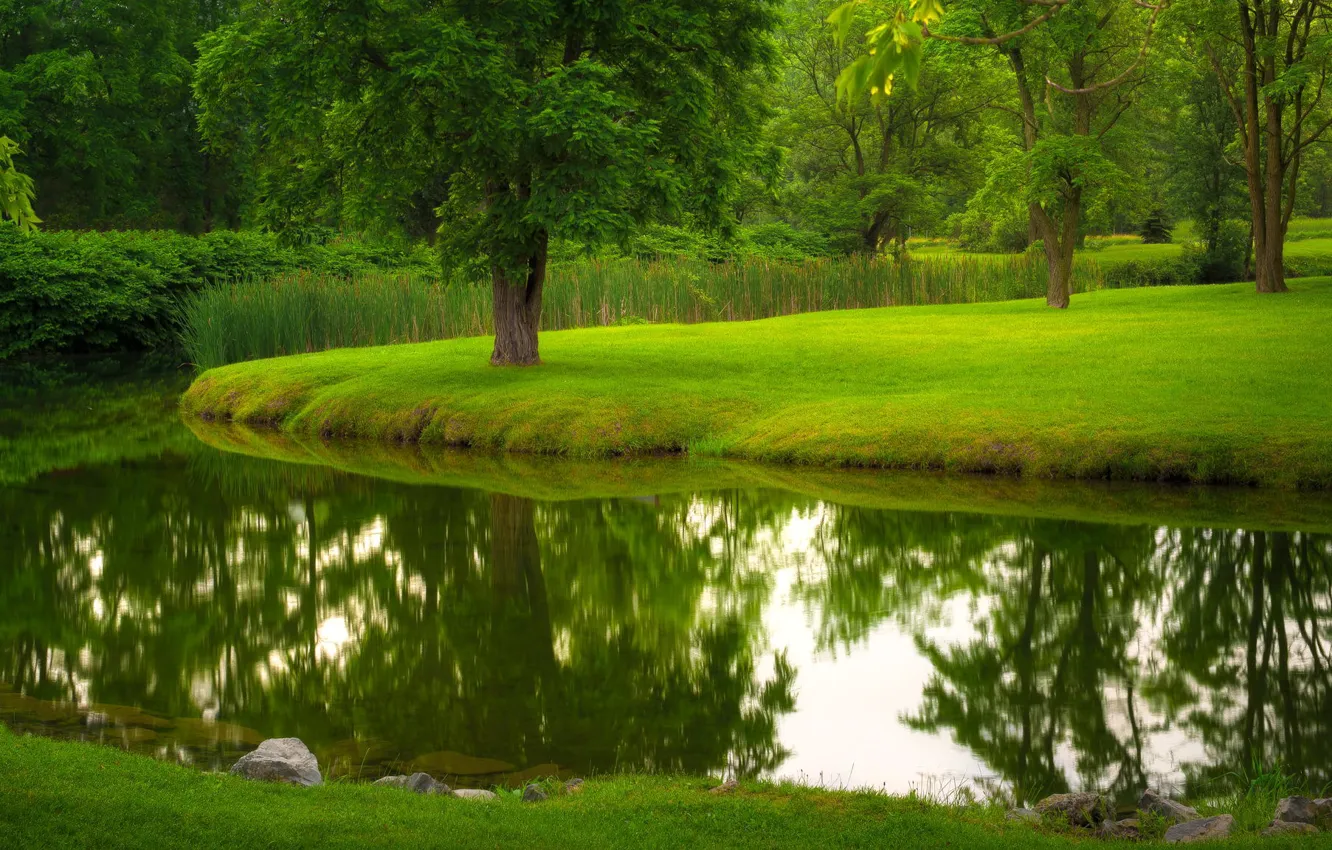 Фото обои лето, трава, деревья, природа, парк, река, газон