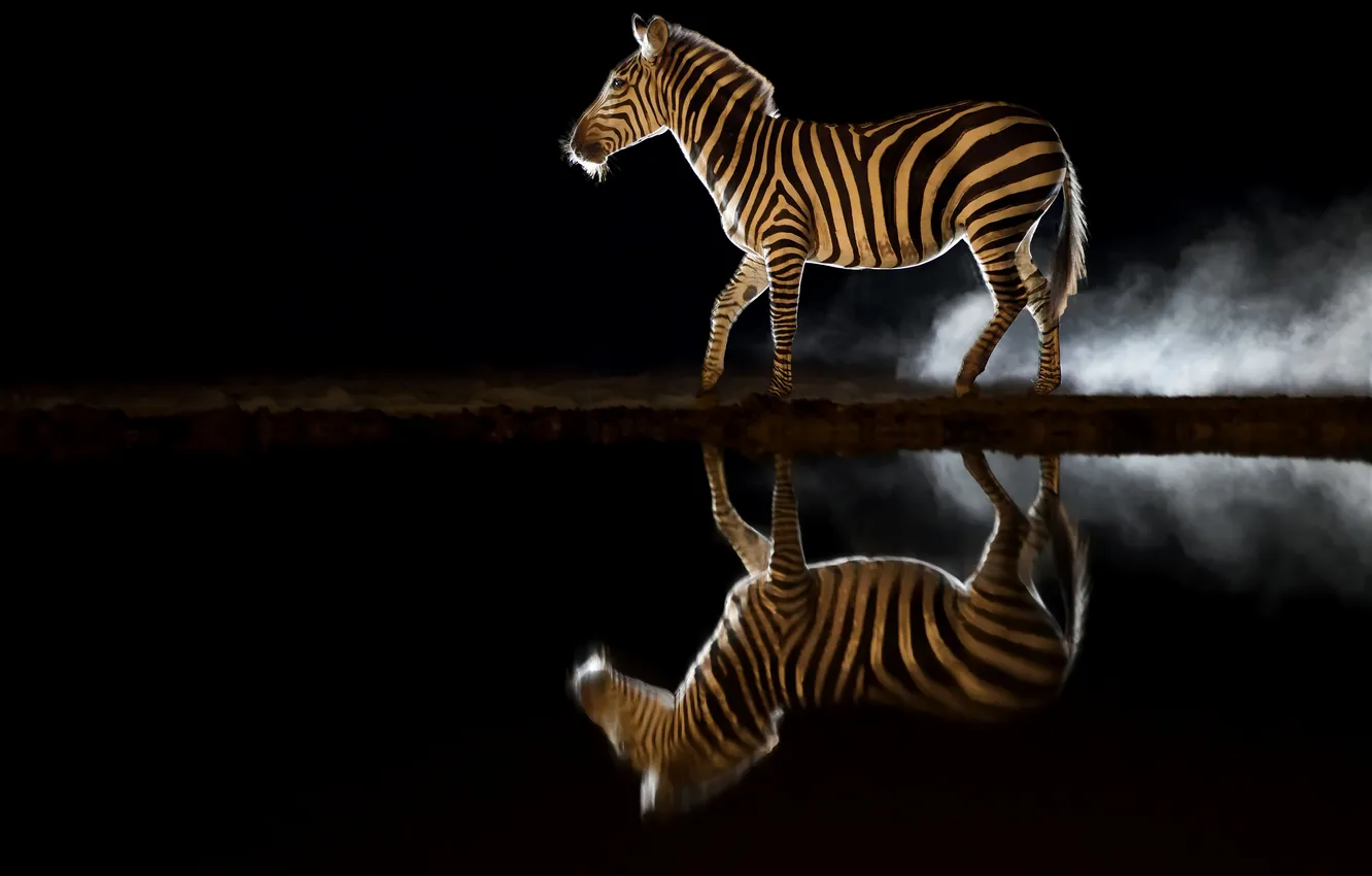 Фото обои night, reflection, zebra, darkness