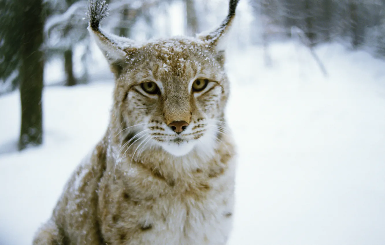 Фото обои зима, лес, кошка, хищник, wood, cat, winter, predator