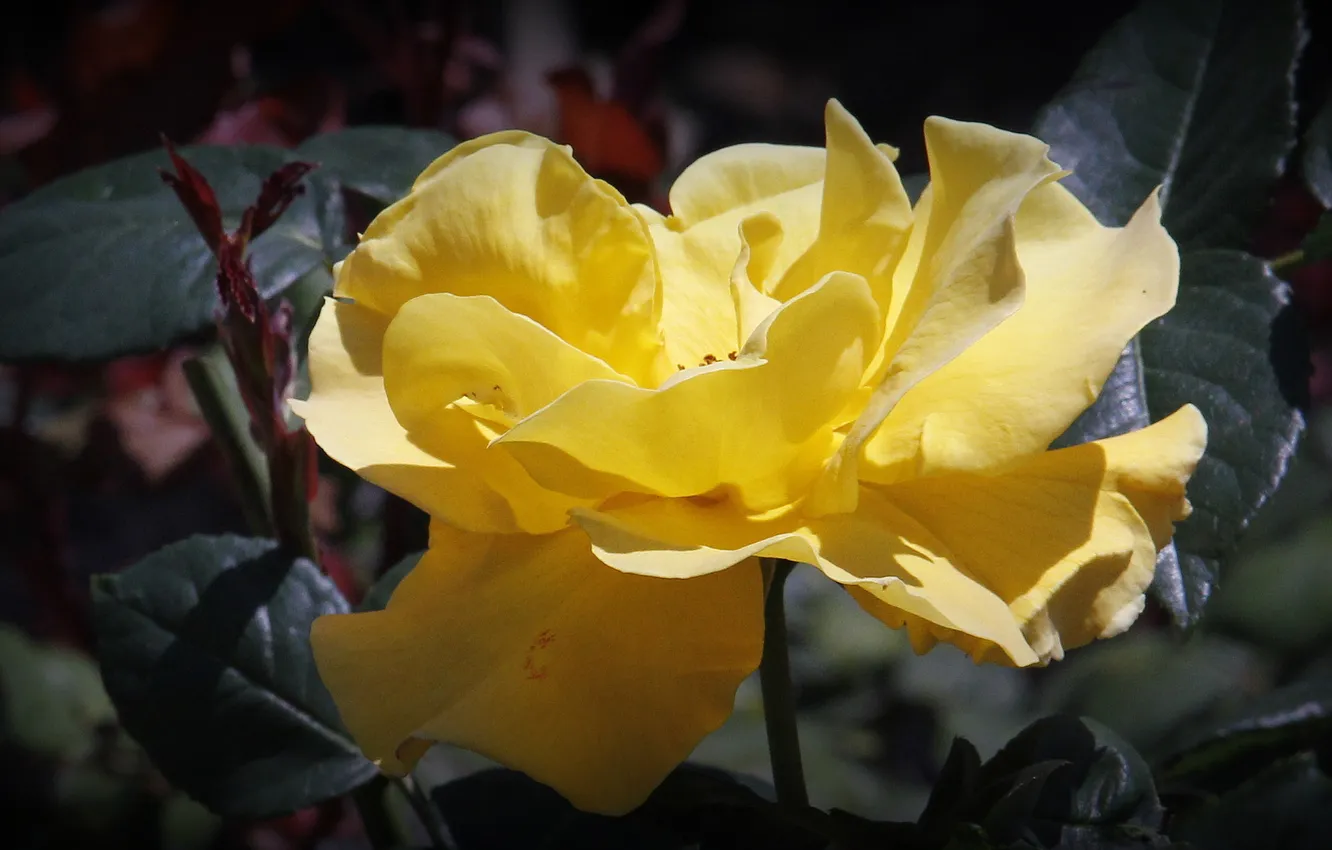 Фото обои листья, яркий, природа, лепестки, стебель, желтый цветок