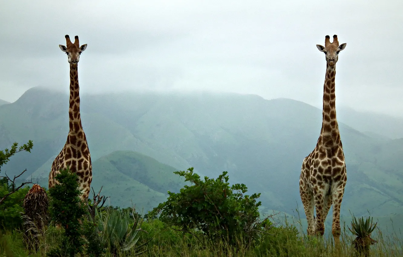Фото обои зелень, природа, жирафы, два