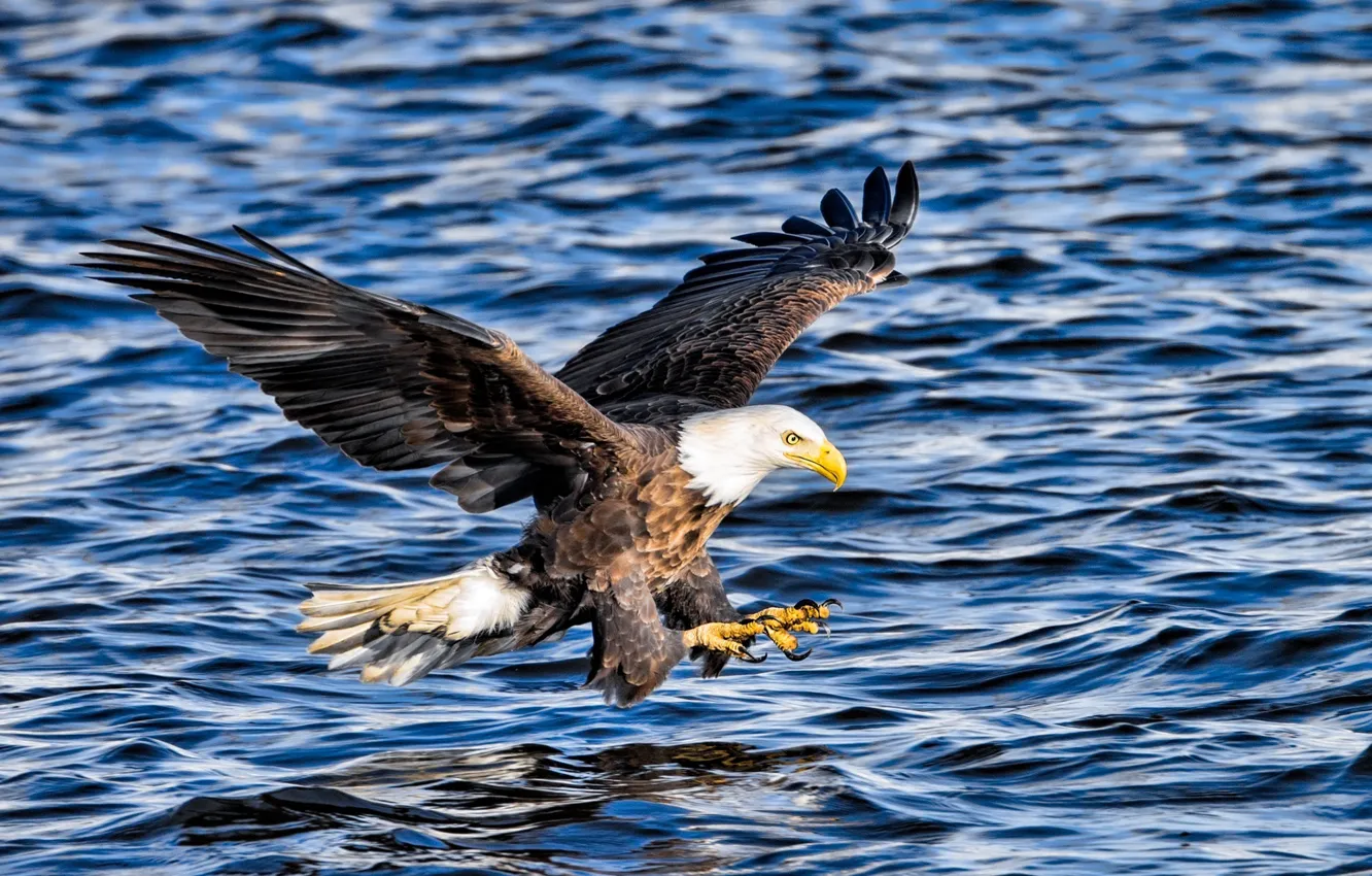 Фото обои полет, атака, рыбалка, крылья, хищник, белоголовый орлан
