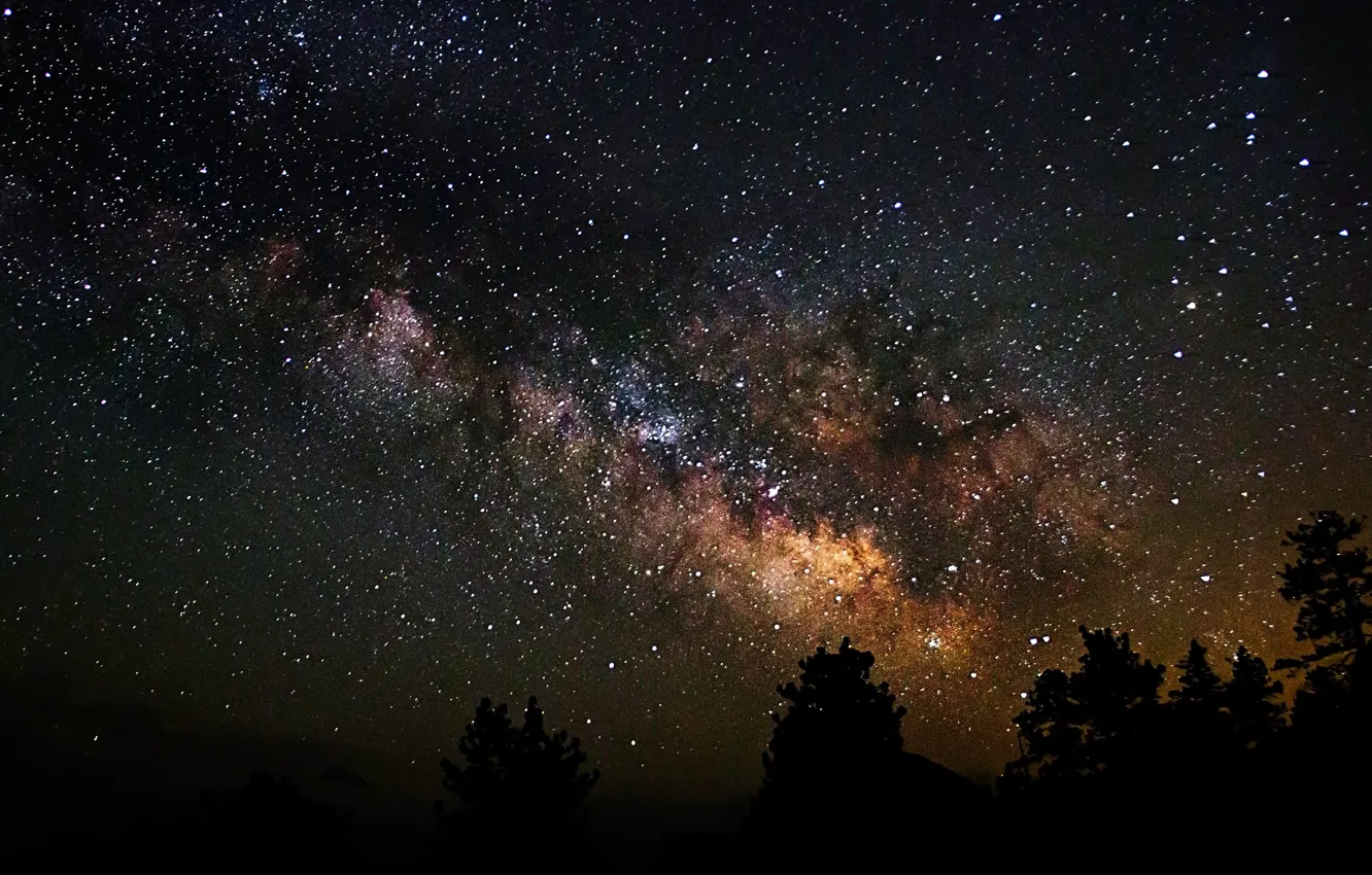 Фото обои космос, звезды, деревья, ночь, пространство, тени, млечный путь
