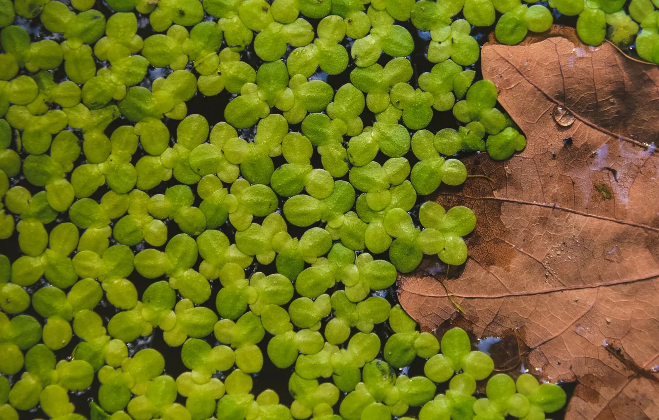 Фото обои зелень, листья, пруд