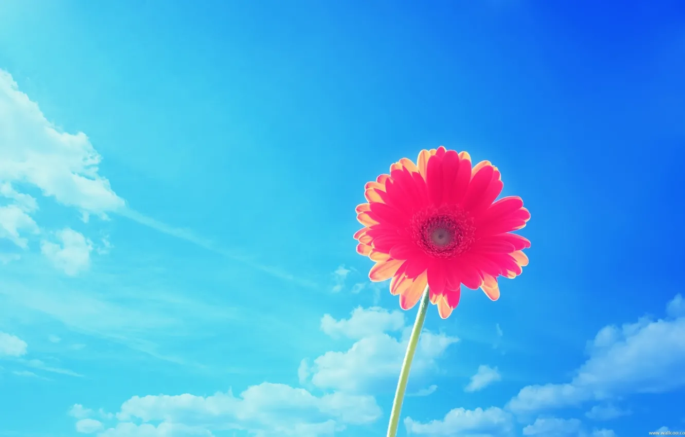 Фото обои цветок, небо, облака, гербера, гербера красная