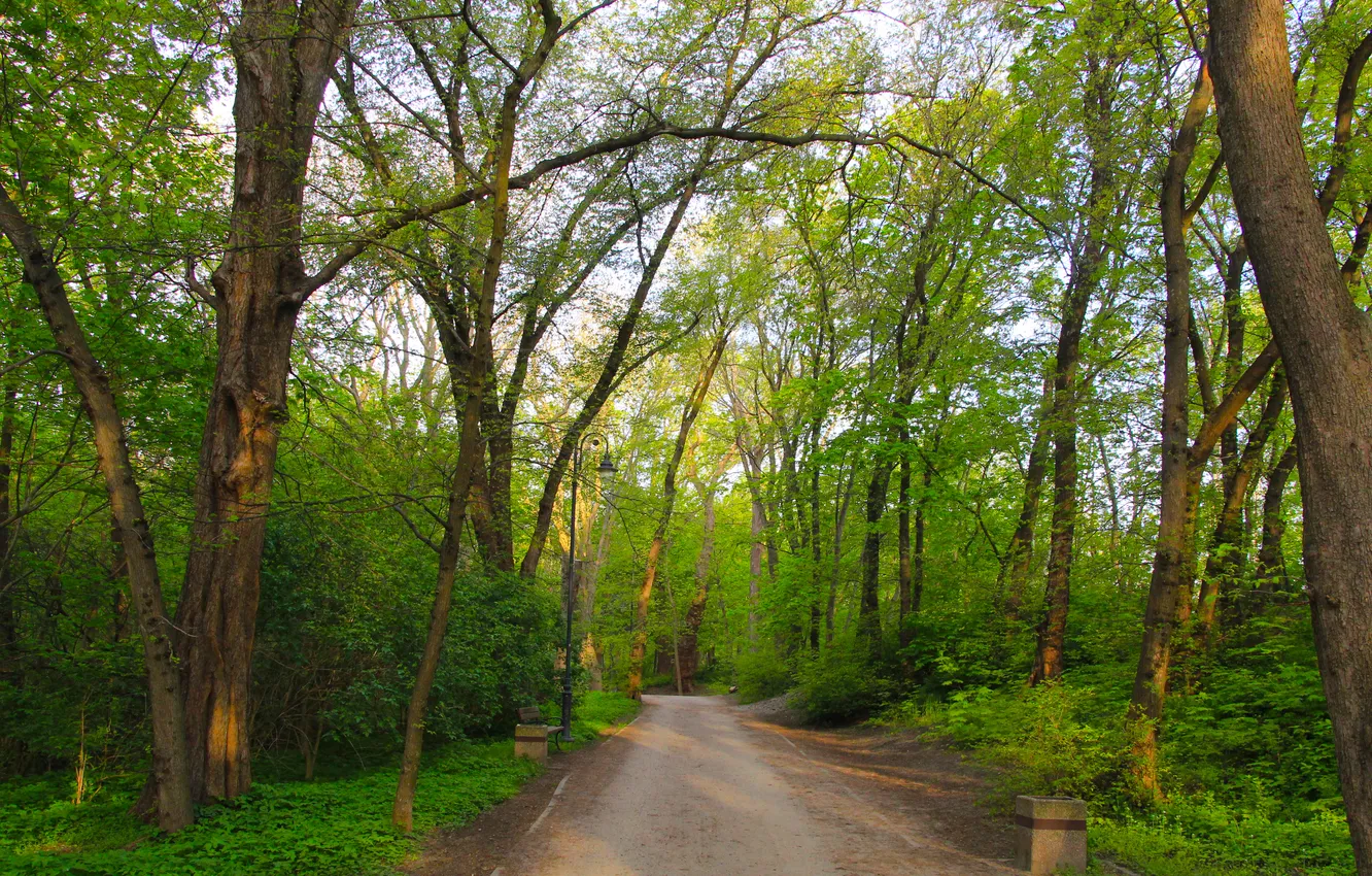 Фото обои trees, park, alley