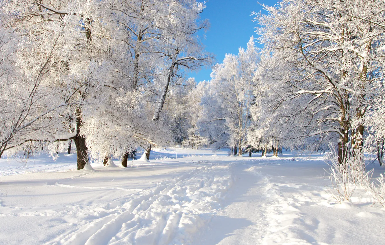 Фото обои снег, деревья, дорожка