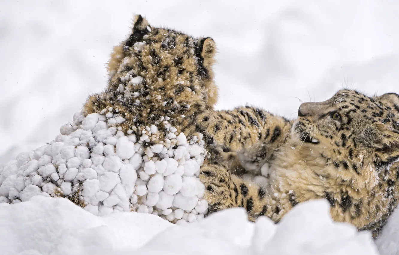 Фото обои снег, игра, хищники, борьба, семья, дикие кошки, парочка, снежные барсы
