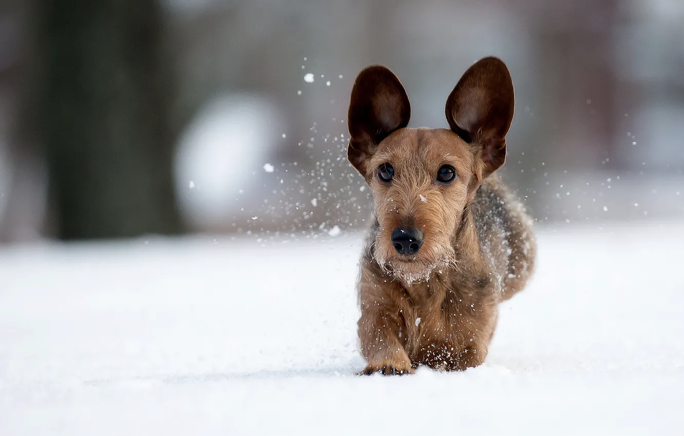 Фото обои зима, снег, собака, прогулка