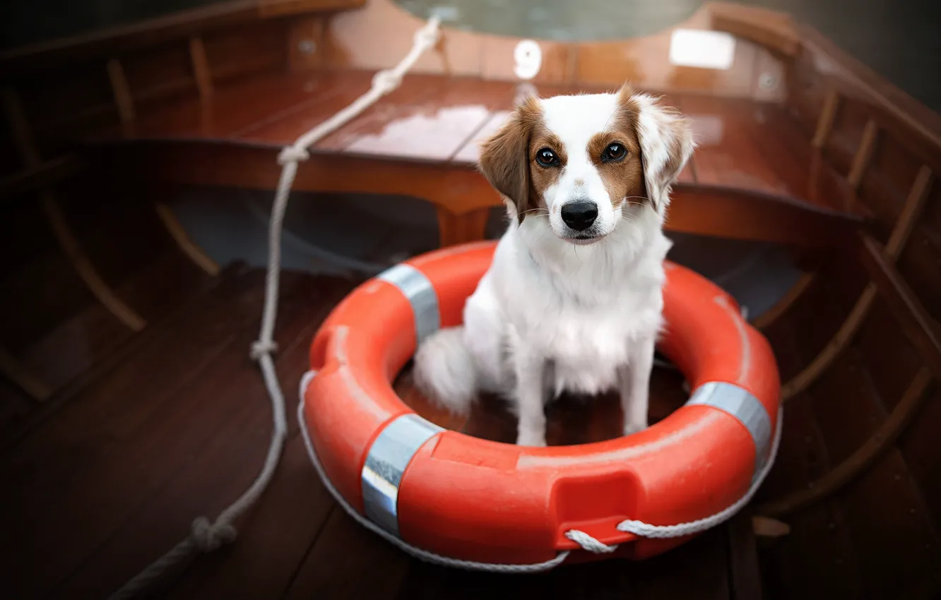 Фото обои лодка, собака, спасательный круг