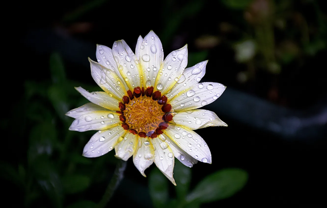 Фото обои Макро, Капли, Macro, Drops, White flower, Белый цветок