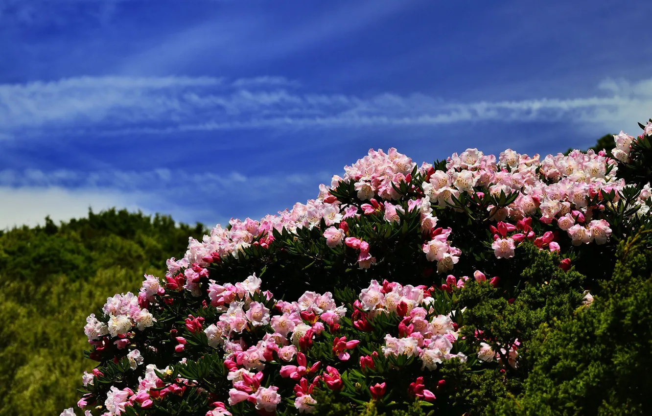 Фото обои цветы, синева, холмы, азалия, рододендроны