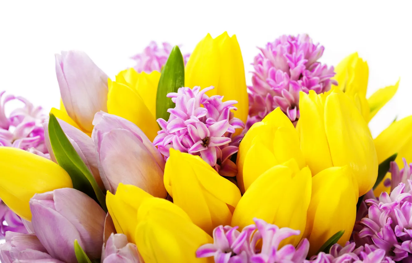Фото обои цветы, тюльпаны, flowers, tulips