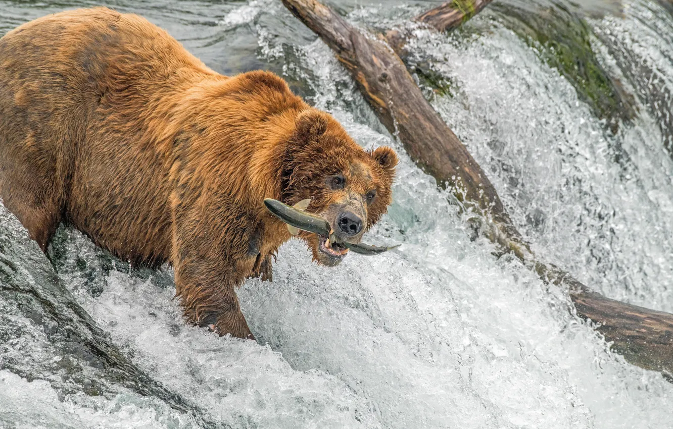 Фото обои Water, River, Wet, Bear, Fishihg