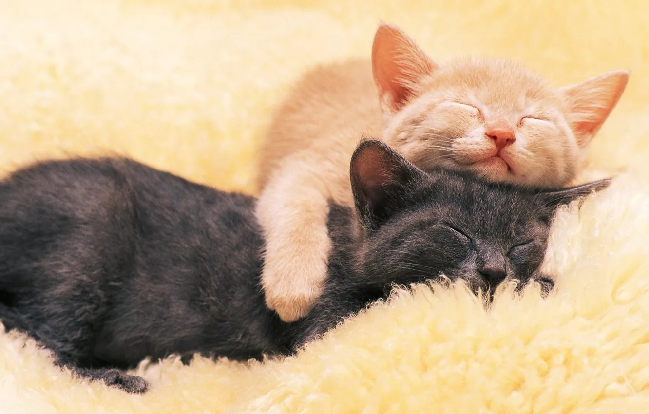 Фото обои черный, рыжий, котята, спят