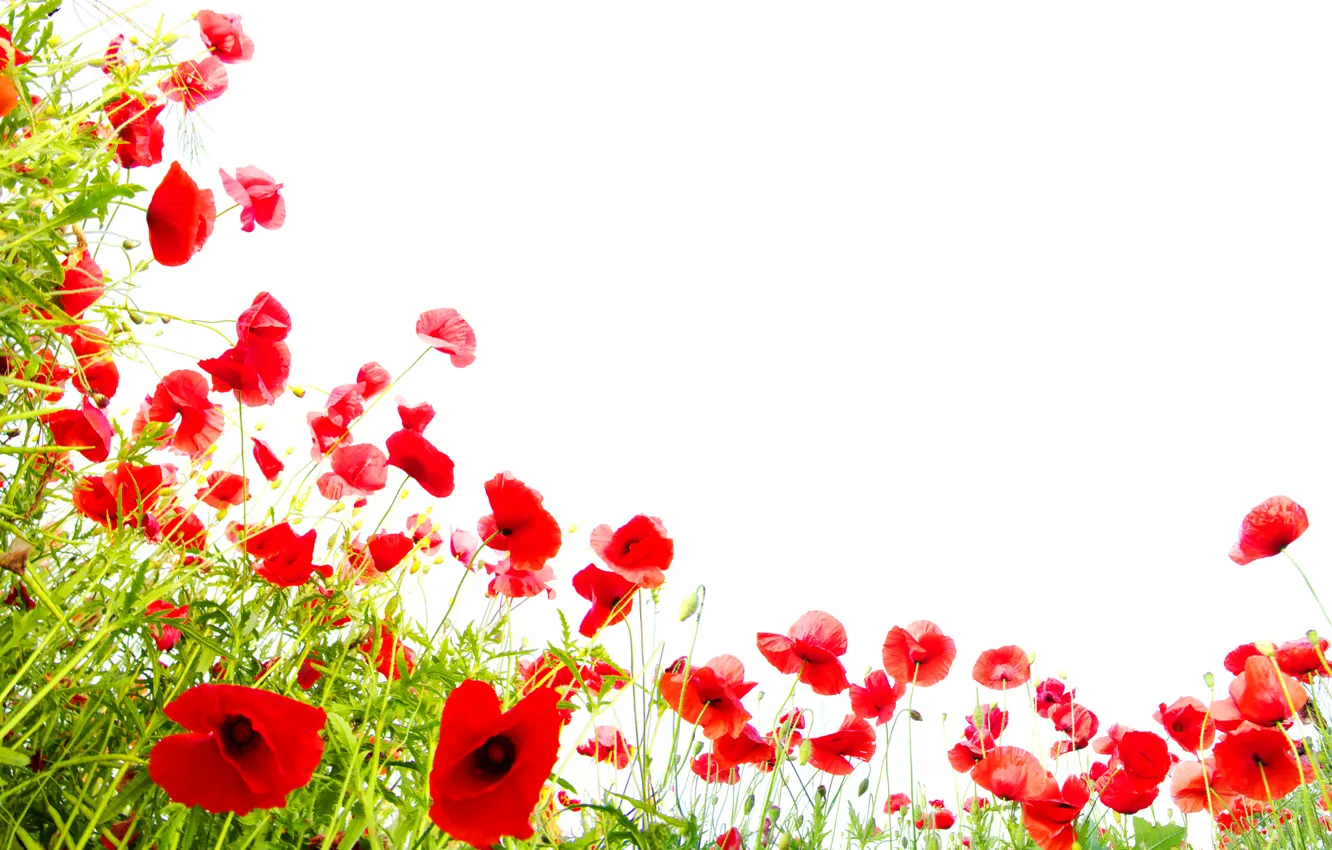 Фото обои красный, маки, белый фон