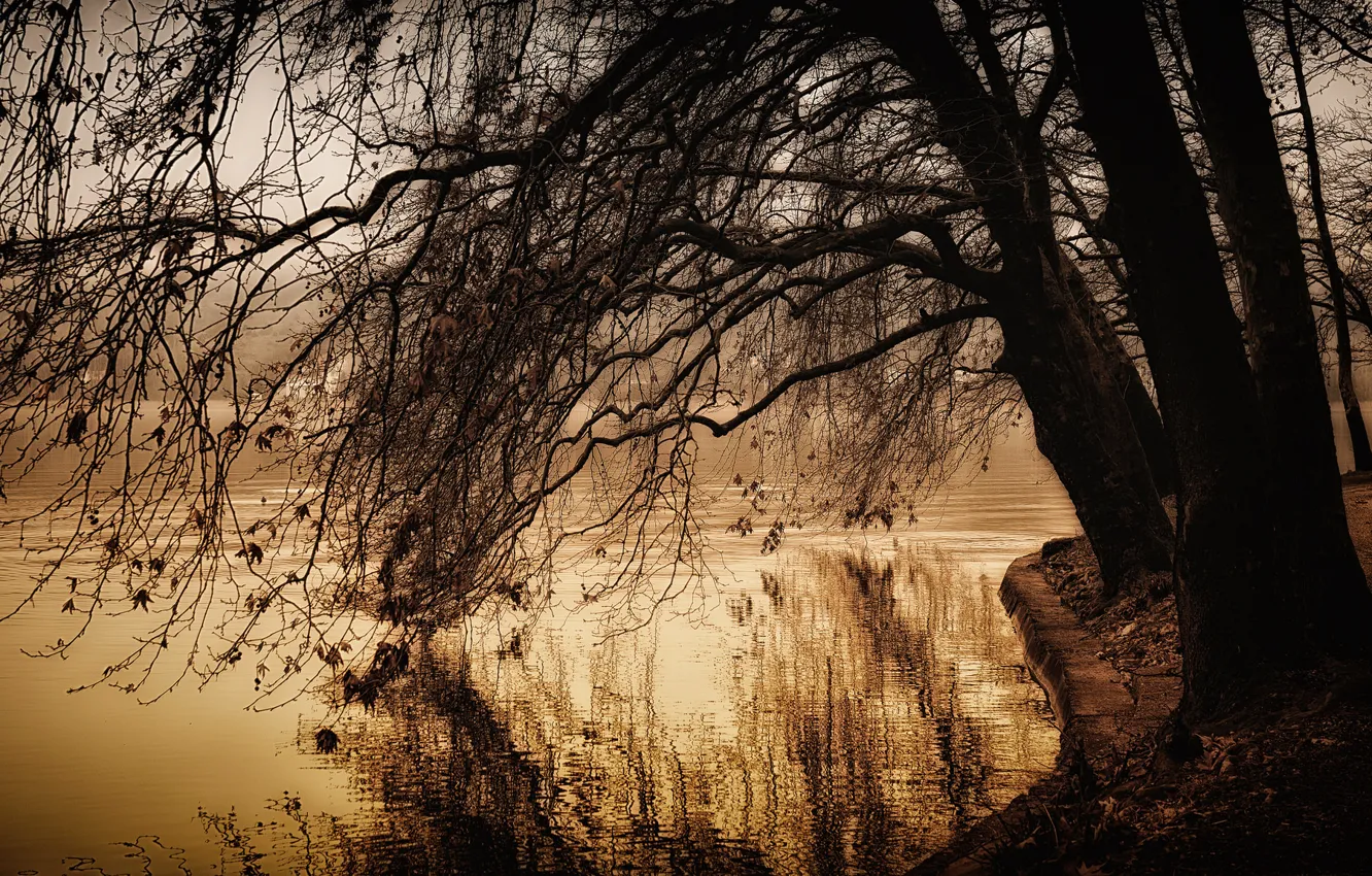 Фото обои осень, озеро, пруд, парк, дерево