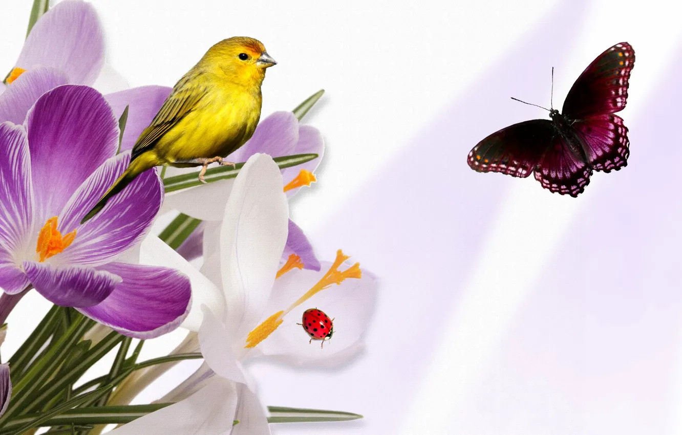 Фото обои цветы, коллаж, птица, бабочка, божья коровка, крокус