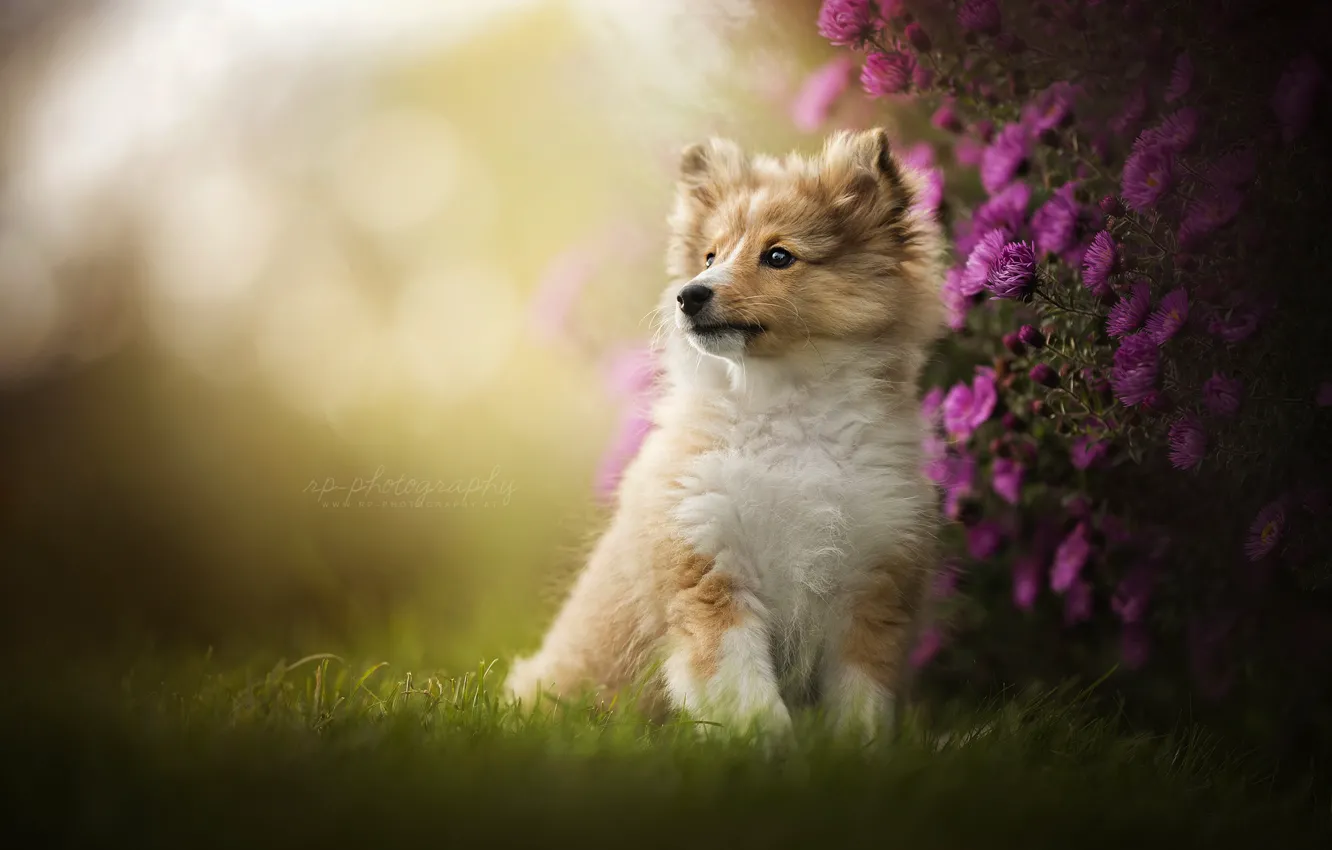 Фото обои цветы, портрет, собака, щенок, Шелти, Шетландская овчарка