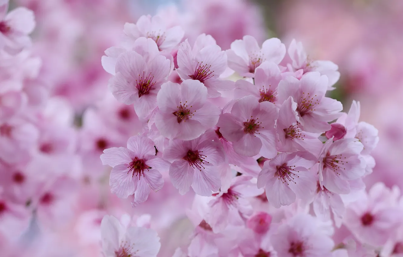 Фото обои макро, цветы, вишня, весна, сакура, розовые, цветение, боке