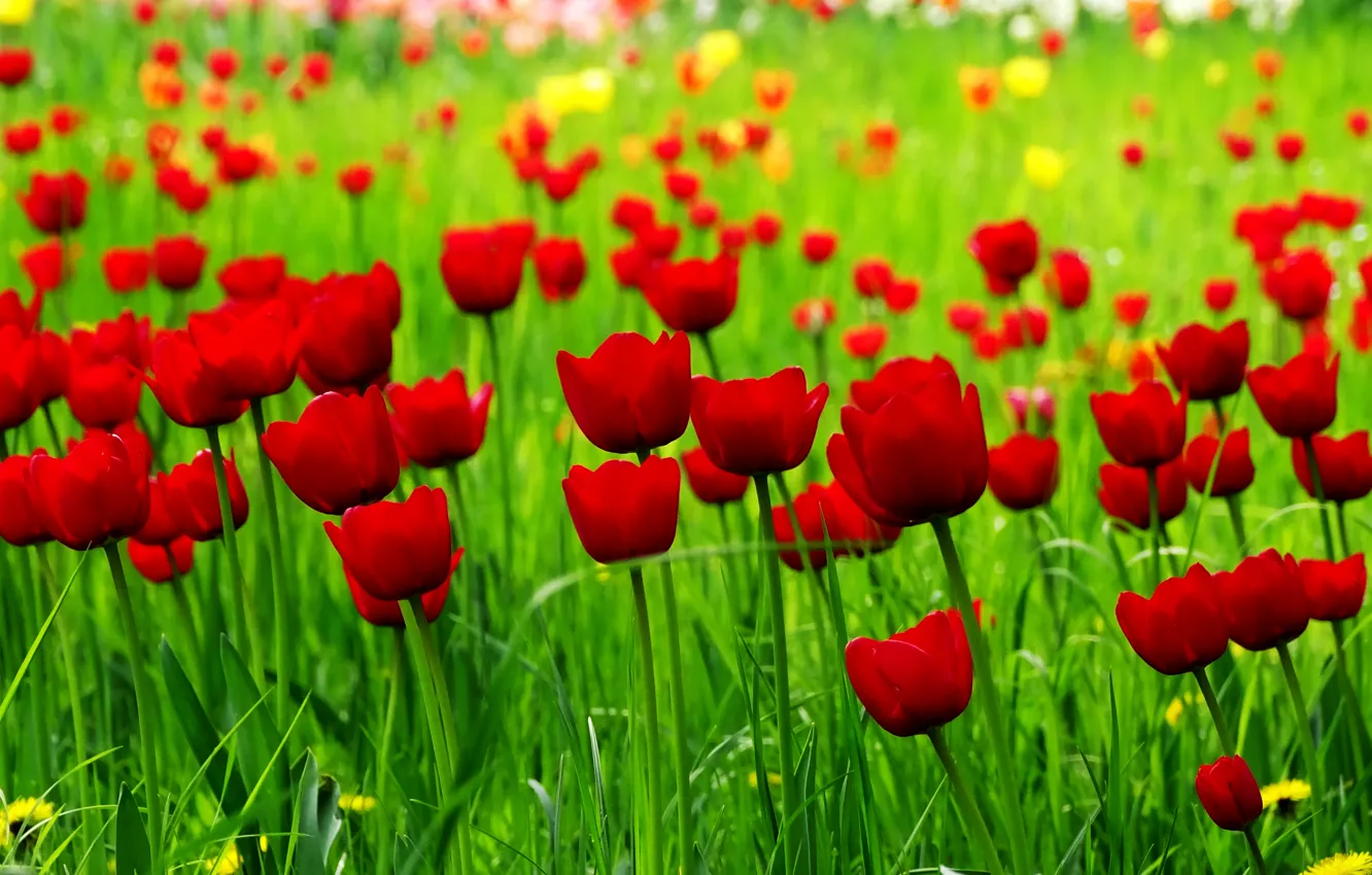 Фото обои поле, весна, тюльпаны, красные, red, field, spring, Tulips