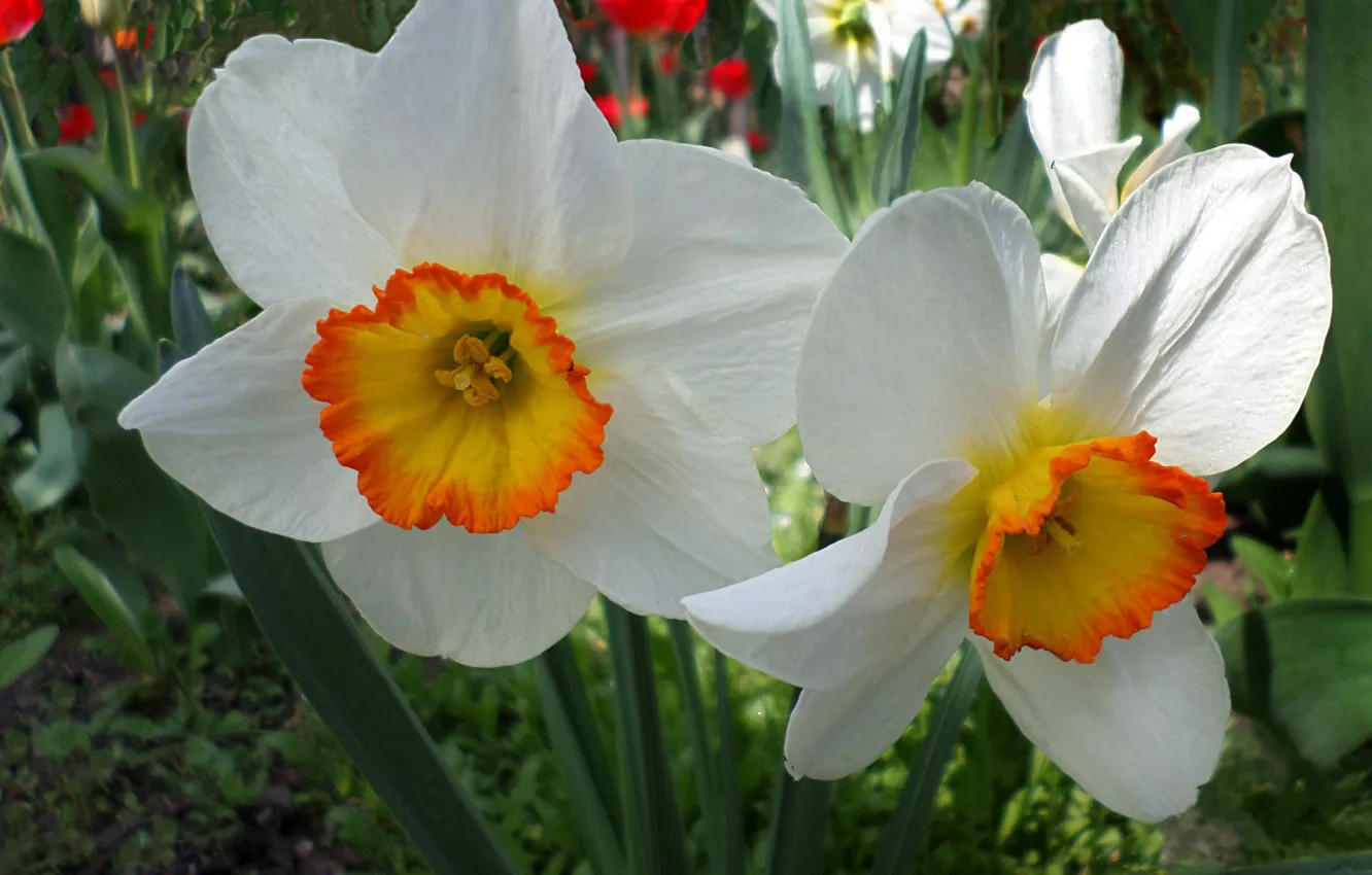 Фото обои весна, нарциссы, апрель