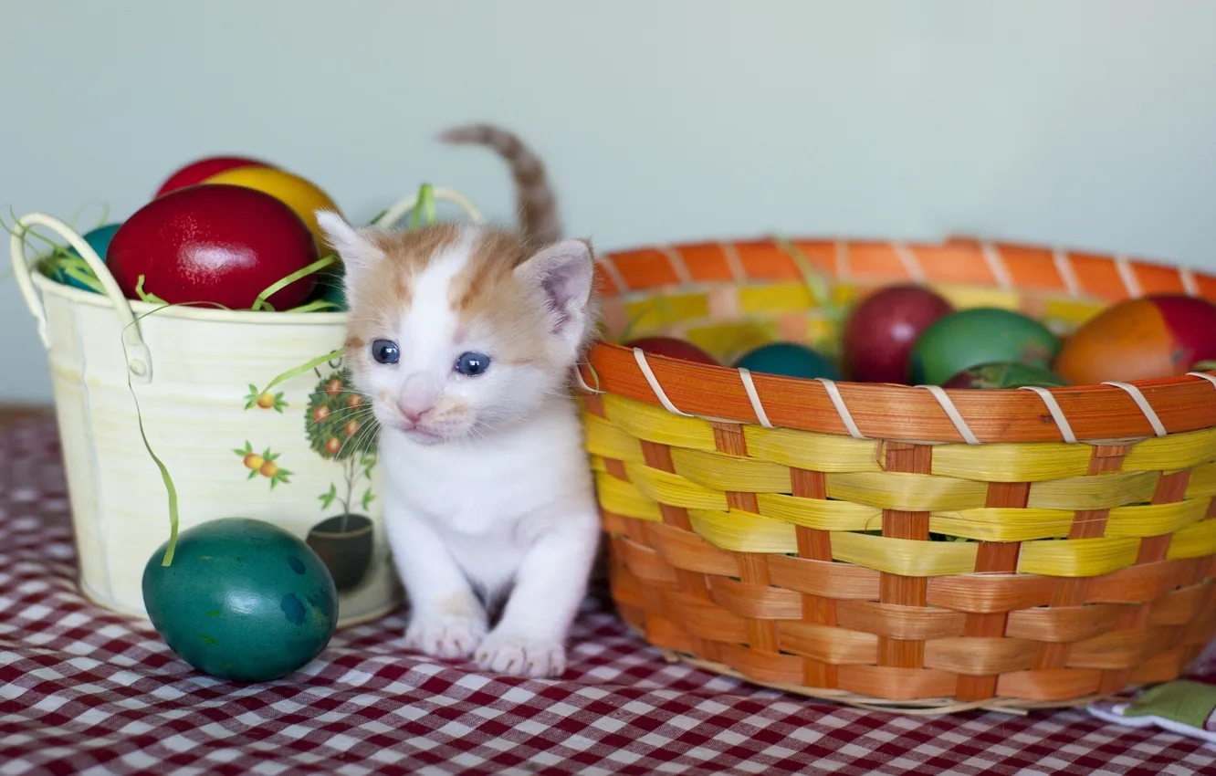 Фото обои яйца, пасха, котёнок, крашенки