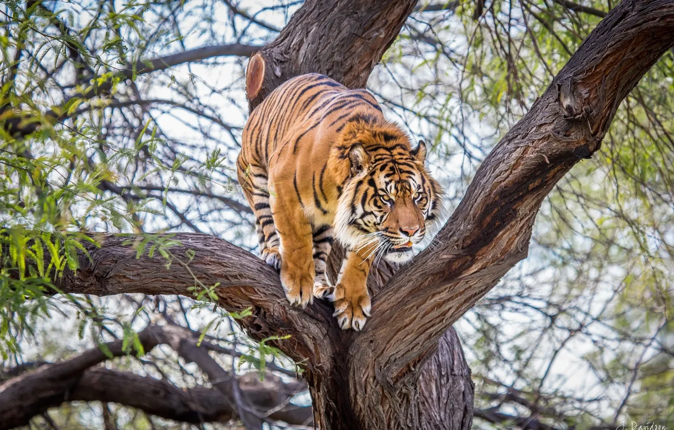 Фото обои тигр, дерево, хищник