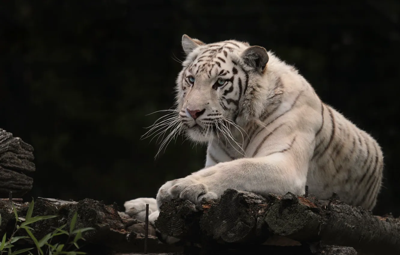 Фото обои тигр, белый тигр, дикая кошка, тёмный фон