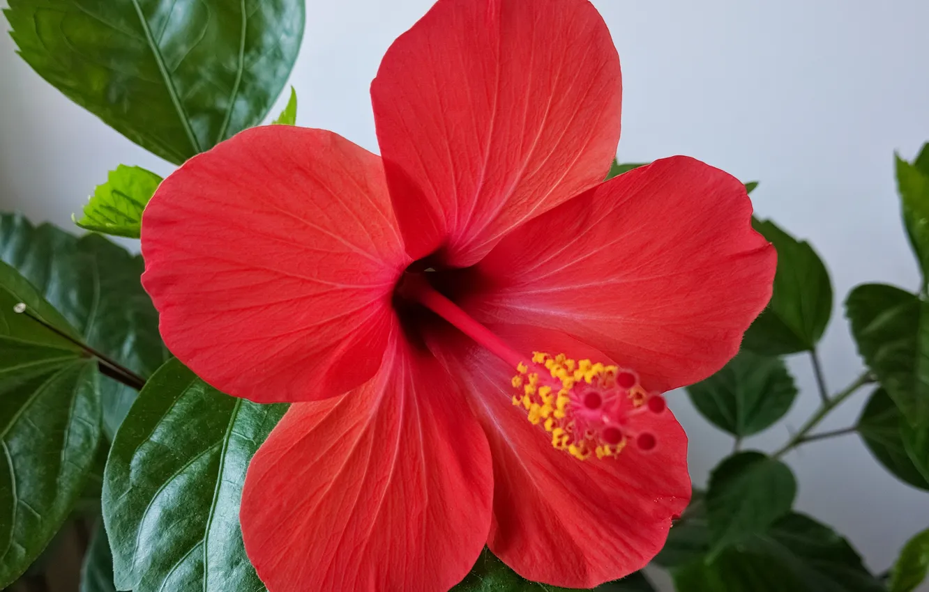 Фото обои цветы, red, красная, flowers, авторское, китайская роза, red flower, Photo by Arlen Shahverdyan