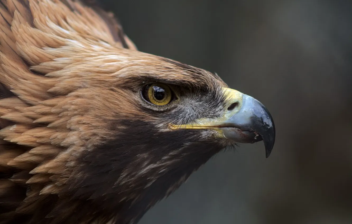 Фото обои golden, bird, eagle, animal, golden eagle
